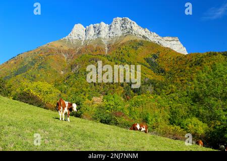 Vaches paissant dans les Alpes françaises. Banque D'Images