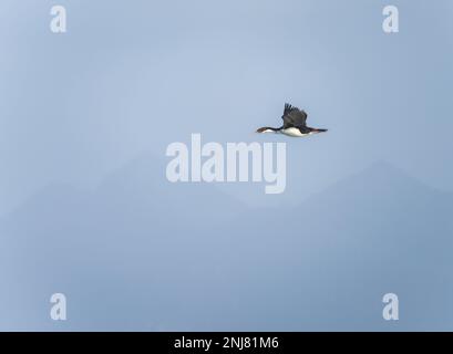 Cormorant impérial ou scories volant par des promontoires brumeux de Cape Horn au Chili Banque D'Images