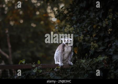 Ring-Sed Lemur se trouve sur Fence dans le zoo. Animal dans le jardin zoologique. Lemur Catta est un primate de Strepsirrhine. Banque D'Images