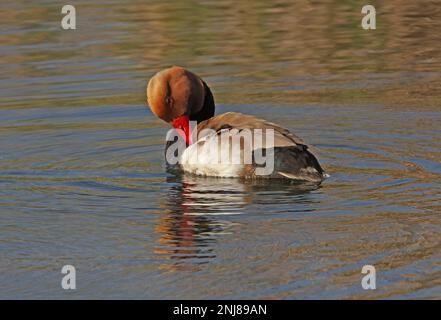 Pochard à crête rouge (Netta rufina) adulte mâle prêtant sur la lagune côtière Algarve, Portugal Avril Banque D'Images