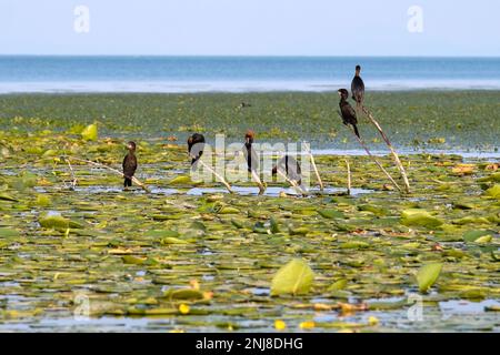 Cormorans pygmées (Microcarbo pygmaeus) dans le lac Skadar / le lac Scutari / le lac Shkodër, parc national Skadarsko Jezero, région de Crmnica, Bar, Monténégro Banque D'Images