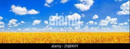 Paysage rural, panorama, bannière - champ de blé dans les rayons du soleil d'été sous le ciel avec des nuages Banque D'Images