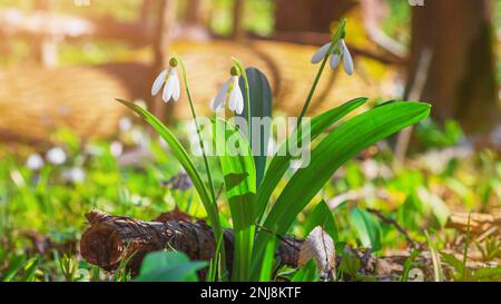 Belles chutes de neige - fleurs blanches en plein début de printemps dans la forêt, en gros plan avec de l'espace pour le texte Banque D'Images