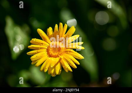 Gros plan d'un marigot jaune (Calendula officinalis) avec des gouttes de pluie sur les pétales. Banque D'Images