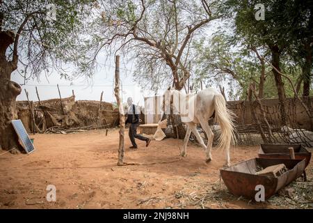 Un propriétaire de cheval appelé Cedikou joue avec l'un de ses chevaux à l'arrière de l'hippodrome de Niamey. Niger un pays ouest-africain enclavé d'environ 25 millions d'habitants est l'un des pays les plus pauvres du monde. Banque D'Images