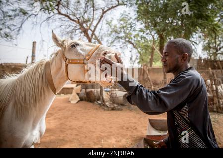 Niamey, Niger. 16th janvier 2023. Un propriétaire de cheval appelé Cedikou joue avec l'un de ses chevaux à l'arrière de l'hippodrome de Niamey. Niger un pays ouest-africain enclavé d'environ 25 millions d'habitants est l'un des pays les plus pauvres du monde. (Photo de Sally Hayden/SOPA Images/Sipa USA) crédit: SIPA USA/Alay Live News Banque D'Images