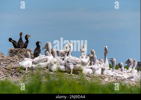 Groupe de pélicans dalmatiens ou Pelecanus crispus et grands cormorans ou Phalacrocorax carbo dans une colonie reproductrice en Russie. Les oiseaux adultes nourrissent leur nid Banque D'Images