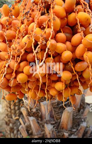 Dates mûres jaunes sur un arbre Banque D'Images