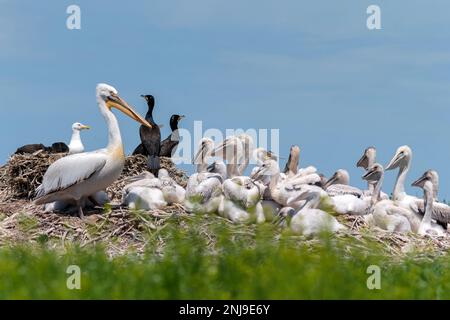 Groupe de pélicans dalmatiens ou Pelecanus crispus et grands cormorans ou Phalacrocorax carbo dans une colonie reproductrice en Russie. Les oiseaux adultes nourrissent leur nid Banque D'Images