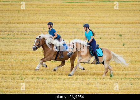 Deux cavaliers à l'arrière des chevaux Haflinger galopant dans un champ de chaume Banque D'Images