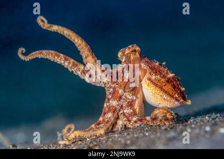 Poulpe d'ocellate de poison, amphioctopus siamensis, venimeux, détroit de Lembeh, Sulawesi du Nord, Sulawesi, Indonésie, Indo-Océan Pacifique Banque D'Images