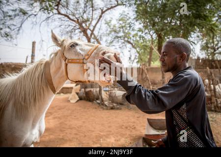 Niamey, Niger. 16th janvier 2023. Un propriétaire de cheval appelé Cedikou joue avec l'un de ses chevaux à l'arrière de l'hippodrome de Niamey. Niger un pays ouest-africain enclavé d'environ 25 millions d'habitants est l'un des pays les plus pauvres du monde. (Credit image: © Sally Hayden/SOPA Images via ZUMA Press Wire) USAGE ÉDITORIAL SEULEMENT! Non destiné À un usage commercial ! Banque D'Images