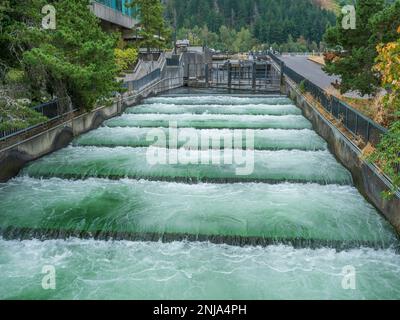 Échelles à poissons, barrage de Bonneville, zone panoramique nationale de Columbia River gorge, Oregon. Banque D'Images