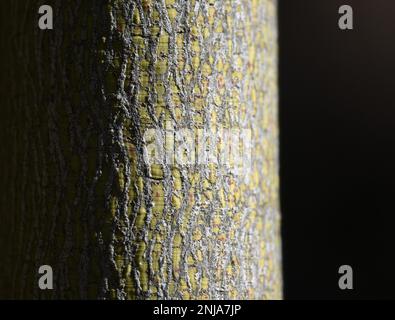 Détail tronc d'arbre Brachychiton populneus (Kurrajong). Banque D'Images