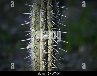 Pachycereus pringlei également connu comme géant mexicain cardón grand cactus originaire du nord-ouest du Mexique. Banque D'Images