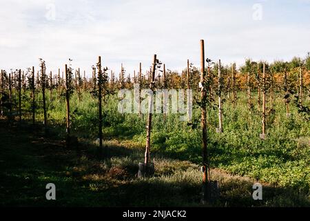 De nouvelles plantules attachées à des poteaux en bois dans un verger de pomme lors d'un jour d'automne couvert avec des feuilles colorées en arrière-plan. Hampshire États-Unis. L'image était de qualité Banque D'Images