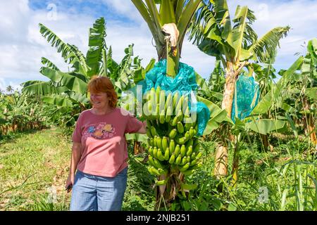 Femme par bouquet de bananes dans les plantations de bananes, Rivière-Salée, Martinique, Petites Antilles, Caraïbes Banque D'Images