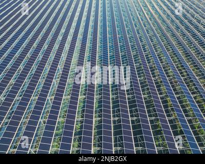 Serre pour la culture de légumes avec panneaux photovoltaïques montés Banque D'Images