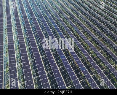 Serre pour la culture de légumes avec panneaux photovoltaïques montés Banque D'Images