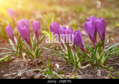 Grand groupe de crocus pourpre géant rubis et un bourdon assis à l'intérieur. Ressort Banque D'Images