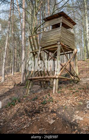 Stand de cerf en bois dans les bois, debout sur une colline, vue à angle bas, forêt en arrière-plan, plan vertical Banque D'Images