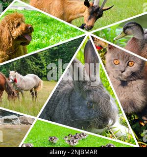 Collage de photos de portraits d'animaux domestiques. Banque D'Images