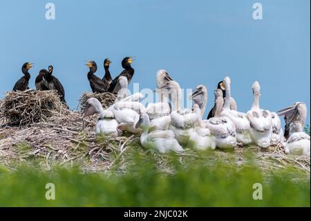 Groupe de pélicans dalmatiens ou Pelecanus crispus et grands cormorans ou Phalacrocorax carbo dans une colonie reproductrice en Russie. Les oiseaux adultes nourrissent leur nid Banque D'Images