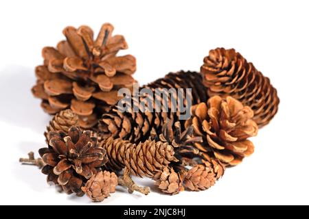 Cônes d'épicéa, cônes de mélèze et cônes de pin sur fond blanc Banque D'Images