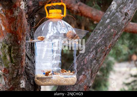 Garde-manger maison accrochée sur un arbre de Noël avec du grain et des noix dans la forêt pendant la journée Banque D'Images