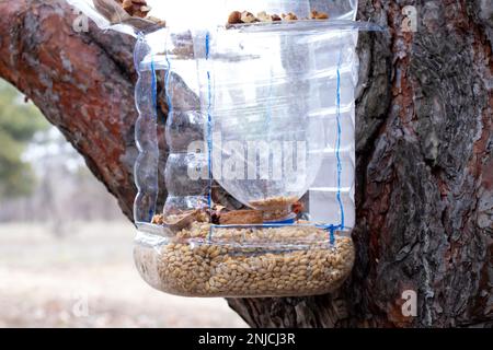 Garde-manger maison accrochée sur un arbre de Noël avec du grain et des noix dans la forêt pendant la journée Banque D'Images