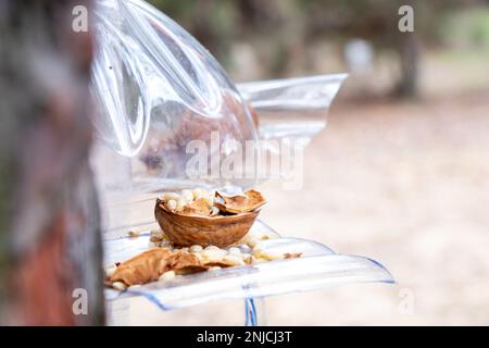 Garde-manger maison accrochée sur un arbre de Noël avec du grain et des noix dans la forêt pendant la journée Banque D'Images