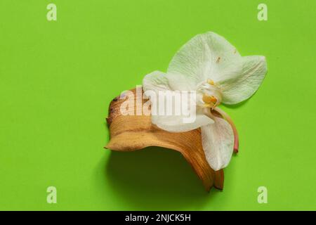 fleur d'orchidée sauvage sur un fond isolé Banque D'Images