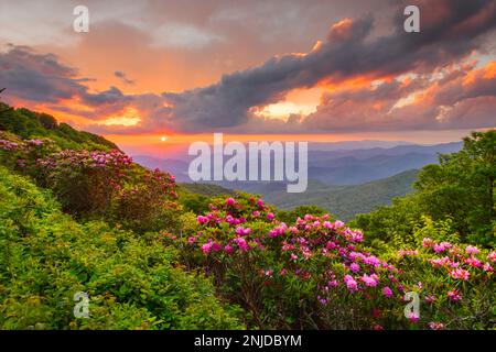 Les Great Craggy Mountains le long de la Blue Ridge Parkway en Caroline du Nord, États-Unis avec Catawba Rhododendron pendant un coucher de soleil de la saison de printemps. Banque D'Images