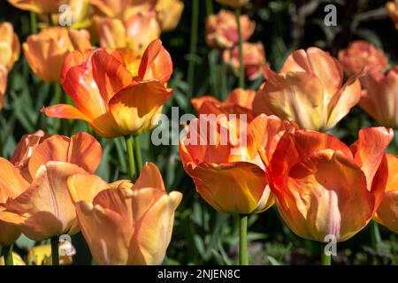 Magnifique empereur d'orange Tulipa lumineux lors d'une journée de printemps ensoleillée, gros plan Banque D'Images