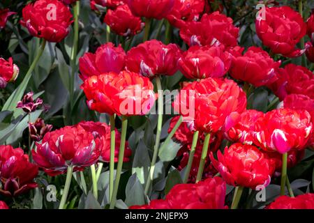 Rouge vif Tulipa rouge bombastique lors d'une journée ensoleillée, gros plan Banque D'Images