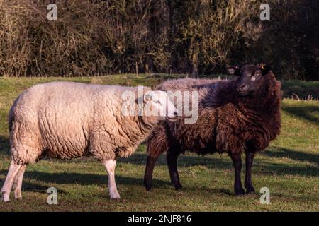 Deux brebis, une brune et une blanche au soleil de février Banque D'Images