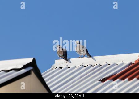 Cape Turtle Doves sur le toit blanc (Streptopelia capicola) Banque D'Images