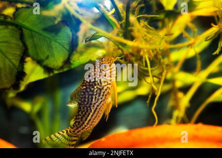 Corydoras sterbai - le poisson cory de Sterba Banque D'Images