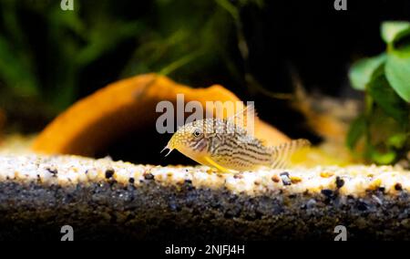 Corydoras sterbai - le poisson cory de Sterba Banque D'Images