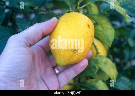 Toucher les citrons que je récolte dans mon verger Banque D'Images