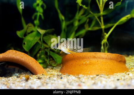 Corydoras sterbai - le poisson cory de Sterba Banque D'Images