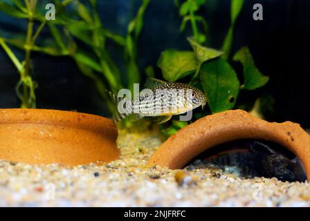 Corydoras sterbai - le poisson cory de Sterba Banque D'Images