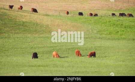 Les vaches écossaises rouges se broutent dans un pré vert Banque D'Images
