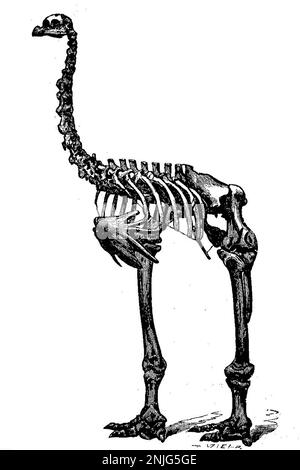 Le moa à pied lourd Banque D'Images