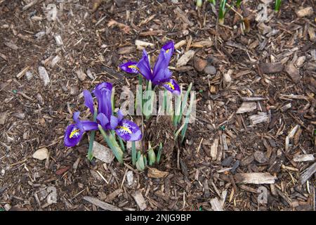 Petit iris violet, floraison au milieu du paillis dans un petit jardin de la Nouvelle-Angleterre pendant l'hiver. Fleurs plus vers le coin inférieur gauche. Banque D'Images