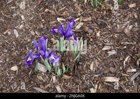 Petit iris violet, floraison au milieu du paillis dans un petit jardin de la Nouvelle-Angleterre pendant l'hiver. Fleurs dans le coin inférieur gauche. Banque D'Images