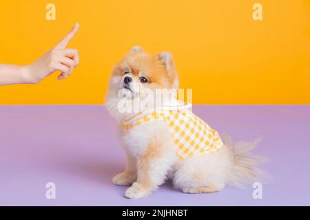 studio photographie d'animaux pot, formation de toilette Banque D'Images