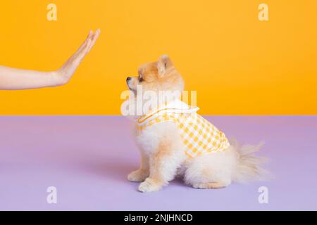 studio photographie d'animaux pot, formation de toilette Banque D'Images