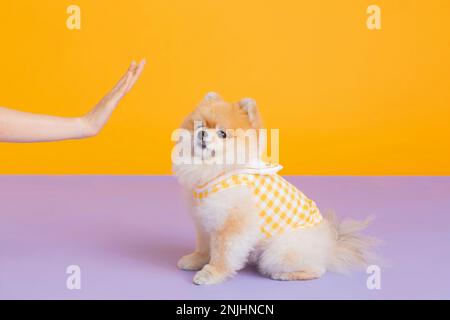 studio photographie d'animaux pot, formation de toilette Banque D'Images