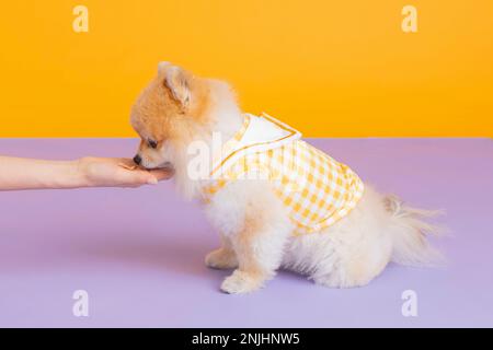 studio photographie d'animaux pot, formation de toilette Banque D'Images